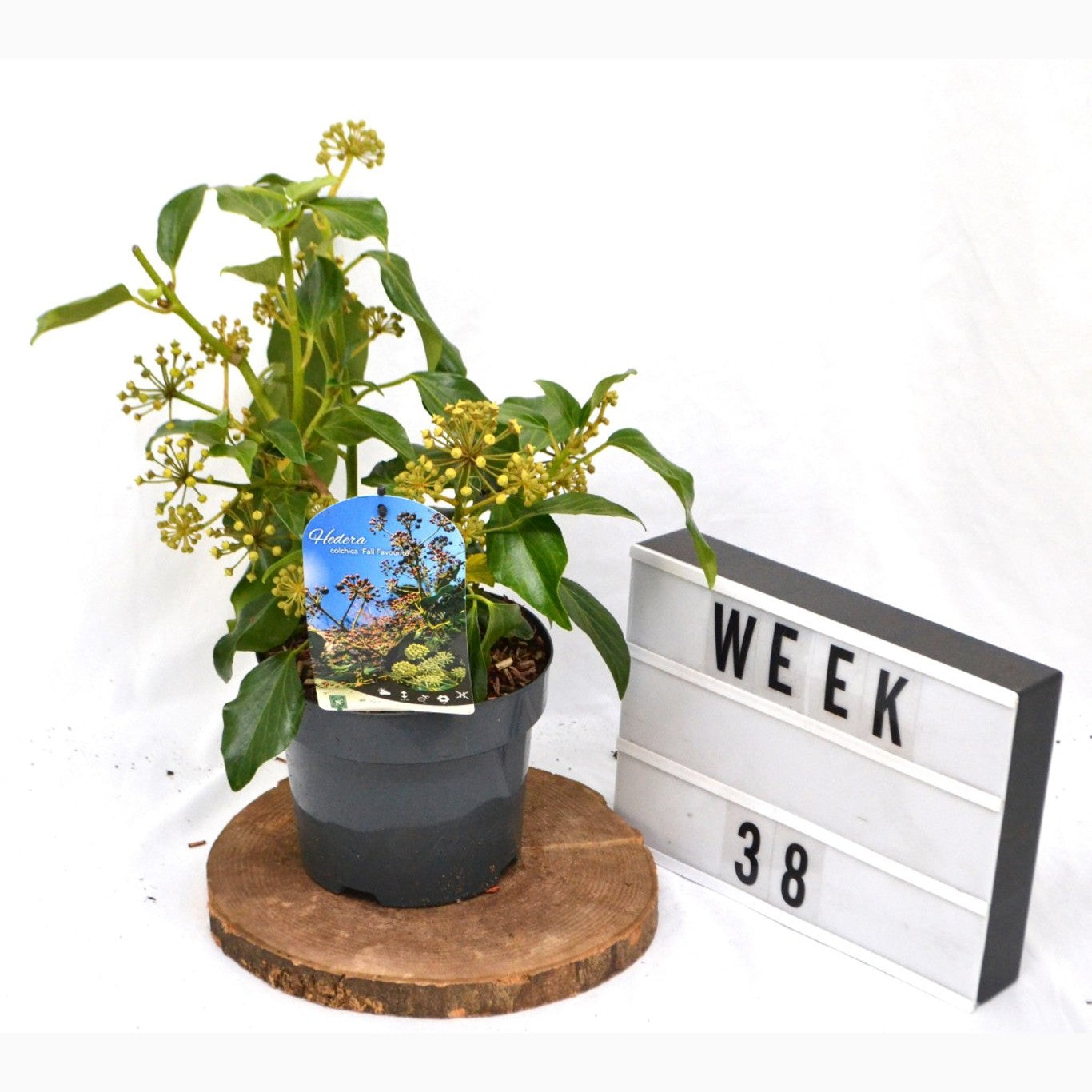 Persisk murgröna – Hedera colchica 'Fall Favourite' - C3 20-40 CM